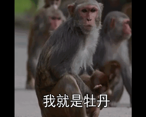广西猴表情包图片