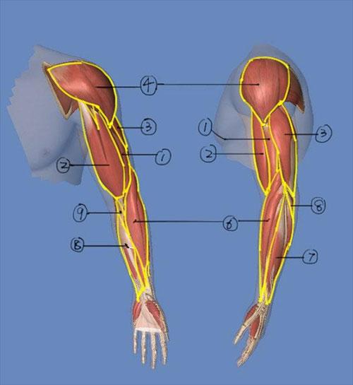 可不是一件容易的事,先来了解一下手臂肌肉的构造:手臂上肱二头肌因为
