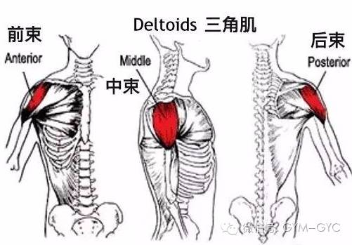 三角肌起止点图片图片