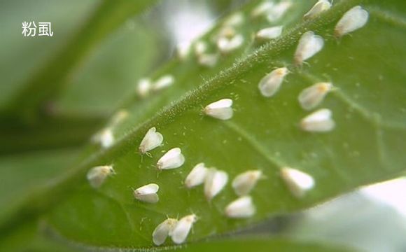 苦參鹼 防治對象: 蚜蟲,粉蝨,紅蜘蛛,小菜