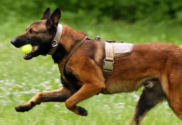 久负盛名的古老犬种(马犬)简介