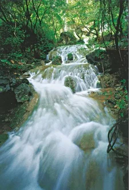 野鶴湫