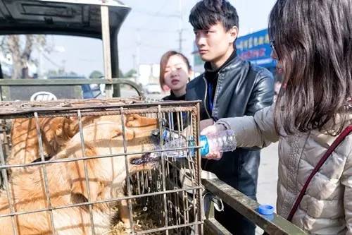 【多图】直击老汉合肥街头杀狗,狗狗眼神让人心碎!