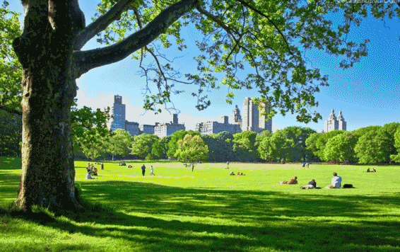 财经 正文 你是不是也觉得在天气好的时候 可以在中央公园那样的草地