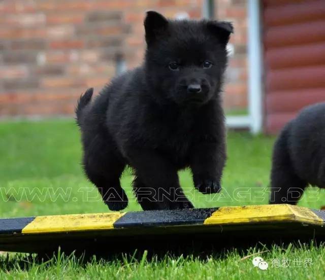 德牧黑狼犬交后代图片图片