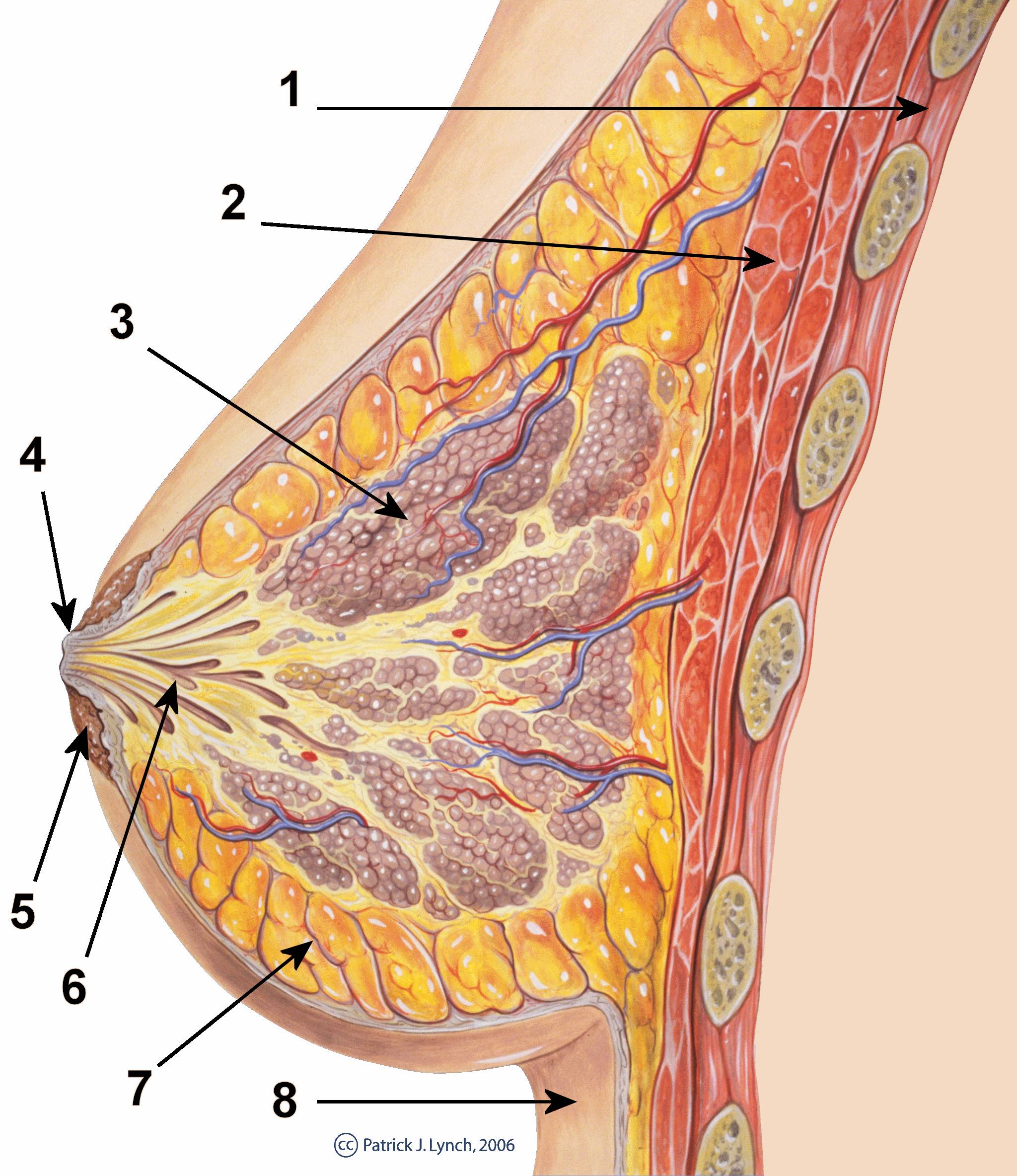 这就得从乳房的结构说起了