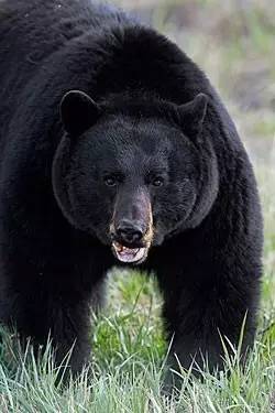 中国黑熊数量图片