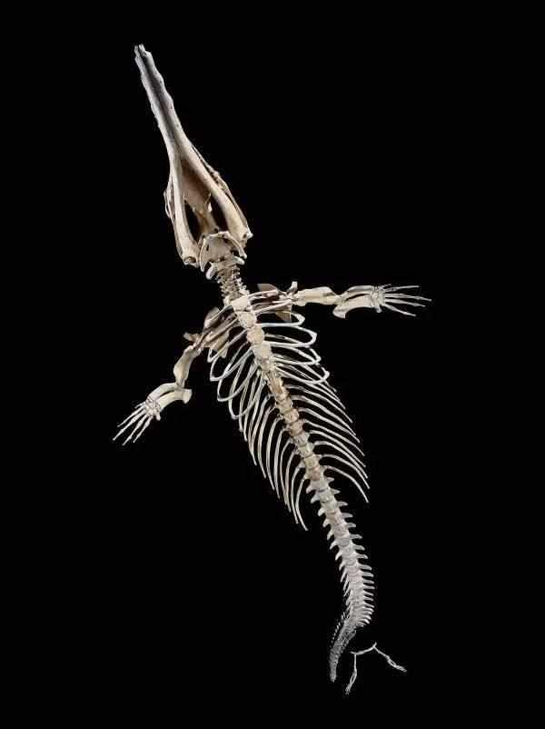 鲸鱼脊椎骨图片图片