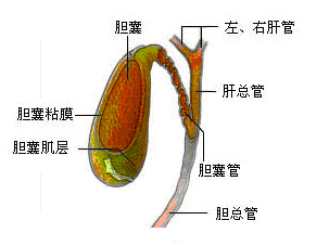 胆囊窝图片