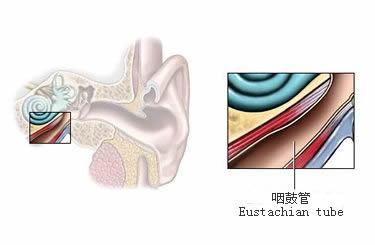 咽鼓管能保护中耳