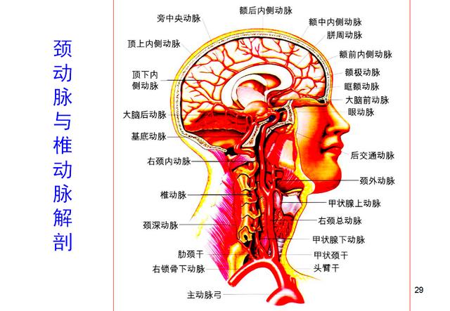 扼杀智力的黑手-慢性脑供血不足