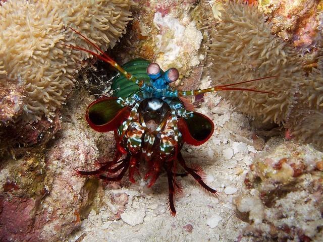 雀尾螳螂虾幼体图片