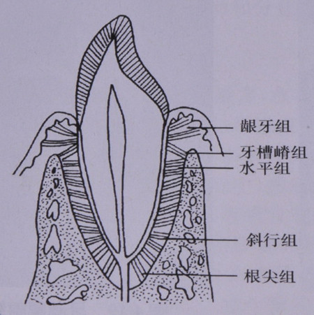 3)牙骨质:就是覆盖在「牙根表面」的一层骨性结构,刚才说到的牙龈纤维