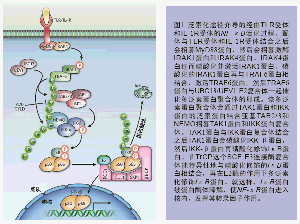 iκb蛋白会在iκb激酶复合体(iκb kinase ikk)的作用之下快速