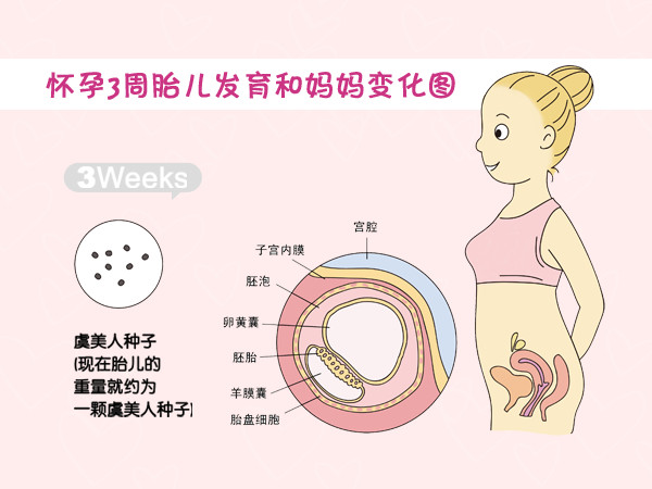 女人怀孕变化过程图片