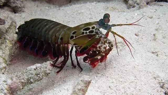 过不了多久,池里其他的小动物就会被雀尾螳螂虾给吃个精光