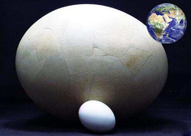 世界上最大的鸟蛋图片