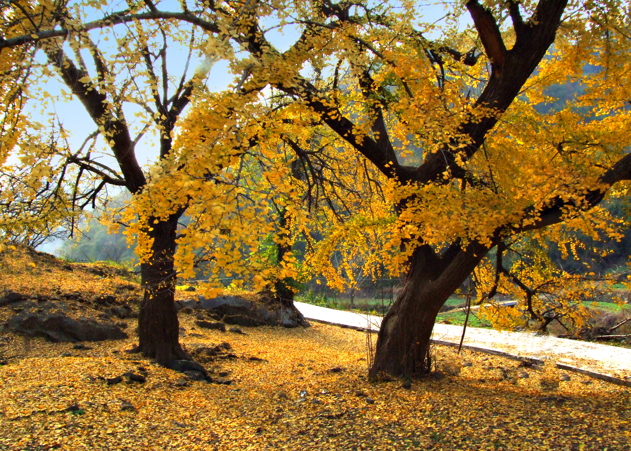 秋天银杏树的样子图片