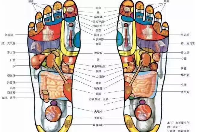 脚掌上有无数的神经末稍与大脑相连,脚掌上还有通往全身的穴位,脚心上