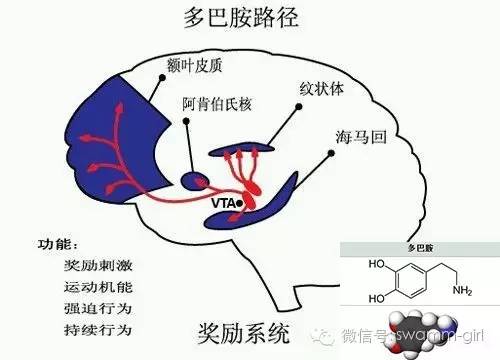 有意思的多巴胺和內腓肽!(菇聊)