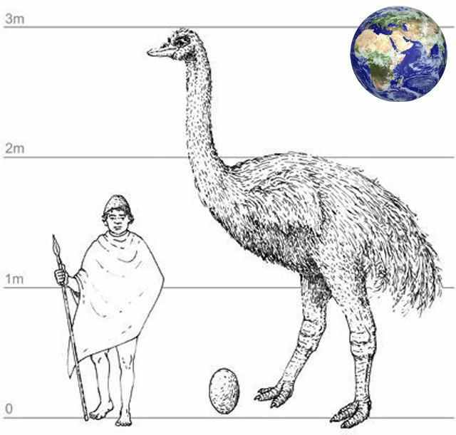 这些事究竟是否属实不得而知,但是象鸟的体型也的确是非常的大