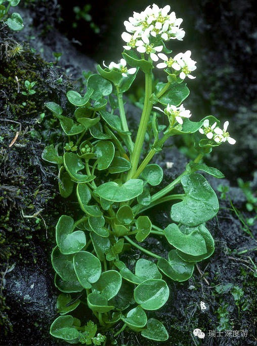 瑞士珍稀植物图片