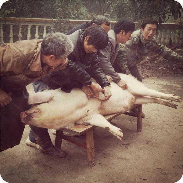 杀猪照片搞笑图片