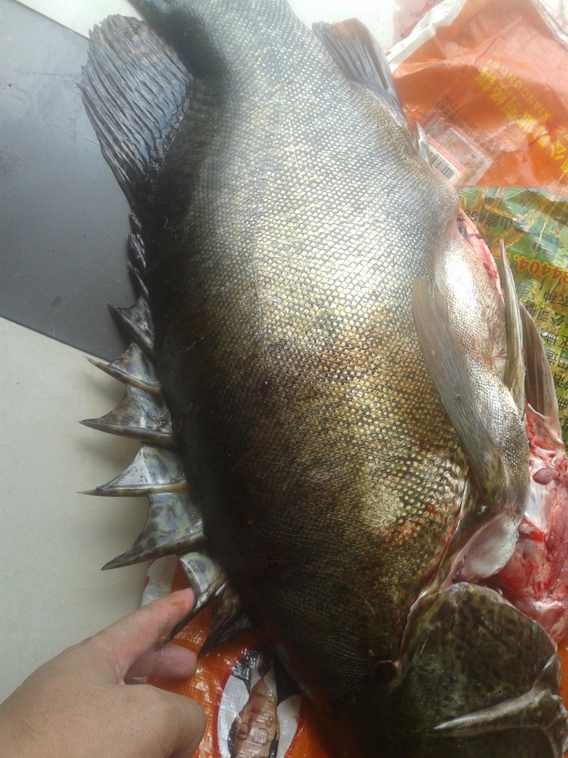 钓上25斤的米级鳜鱼,大嘴能塞进拳头