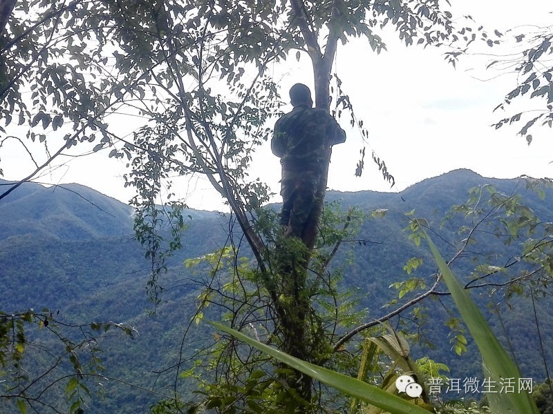 一人喂饵并在蜂上套标记,一人放哨观察蜂的去向麻栗树,桦皮木树被一种