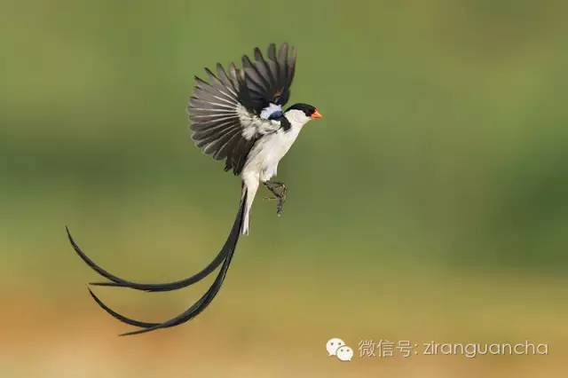 維達鳥別名極樂鳥,太陽鳥,風鳥,不少種類尾羽或冠羽很長,有的非常獨特