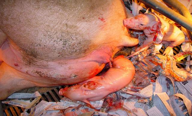 母猪分娩过程图片