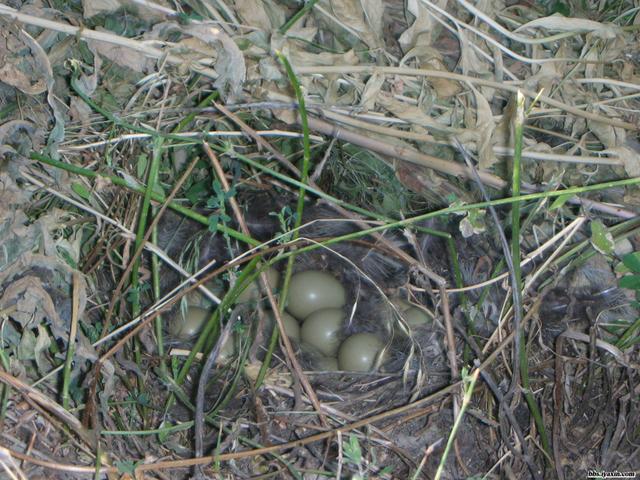 小时候有一次,我和小伙伴上山给骡子割草,在草丛中发现了一窝野鸡蛋