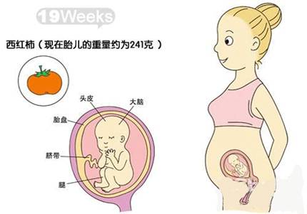 怀孕五个月肚子有多大?需要做哪些产检?