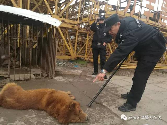 威海现大型烈犬当街咬人,民警两枪击毙(附现场视频)