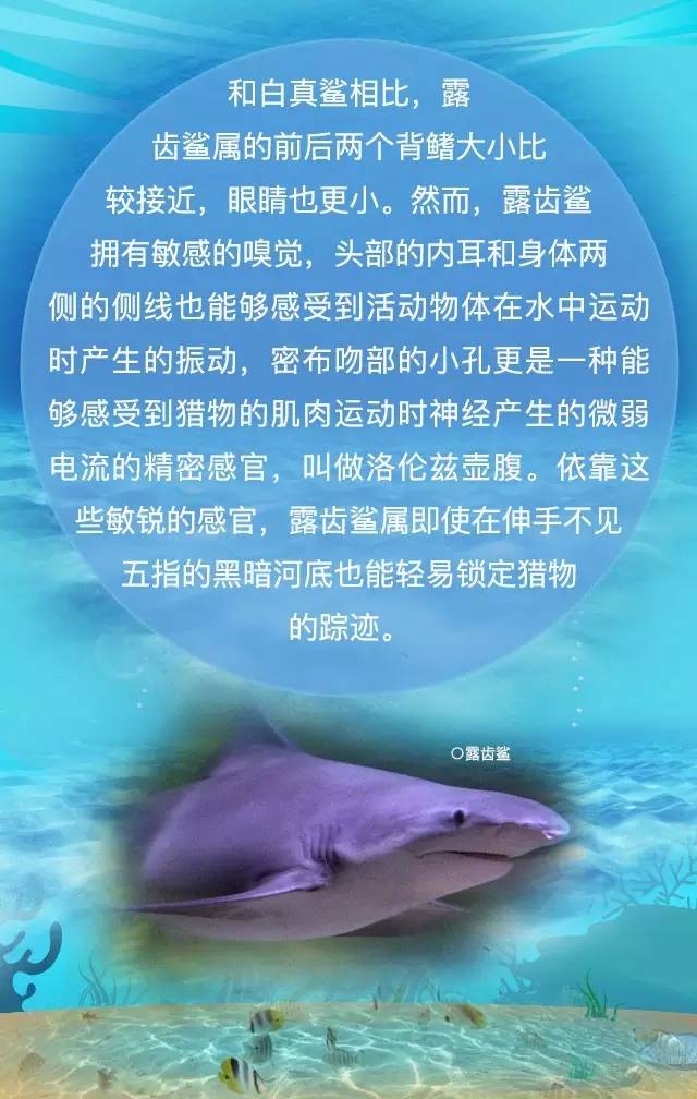 探秘淡水鲨鱼