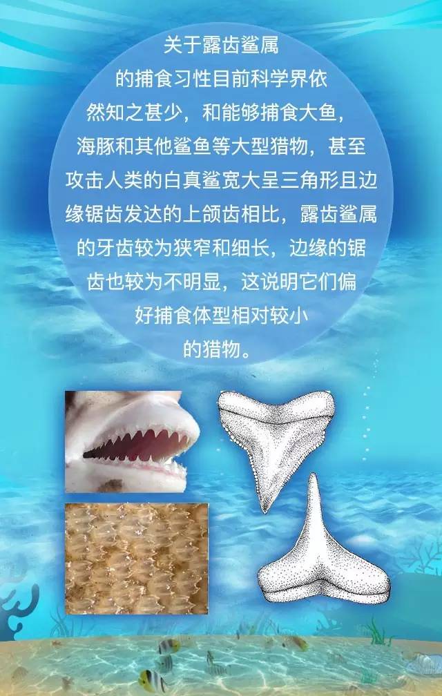 探秘淡水鲨鱼