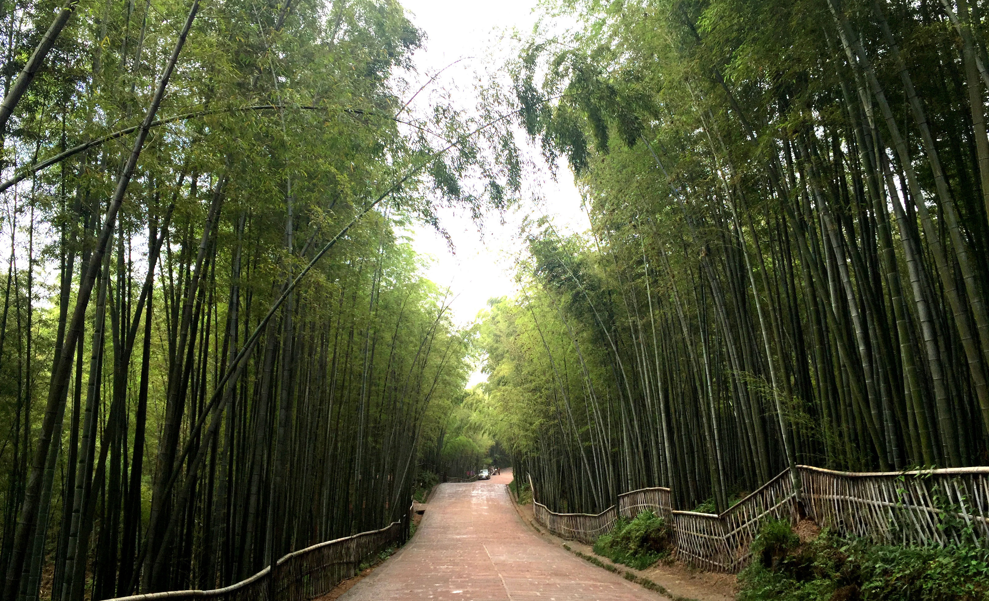 中国的西南角竹海竹之山海之林