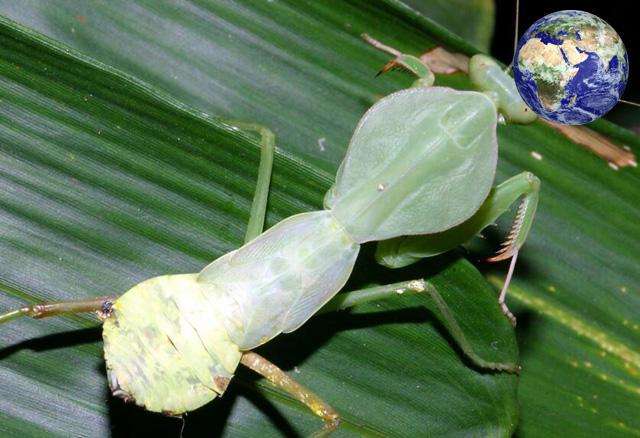 世界上最大的螳螂漂亮图片