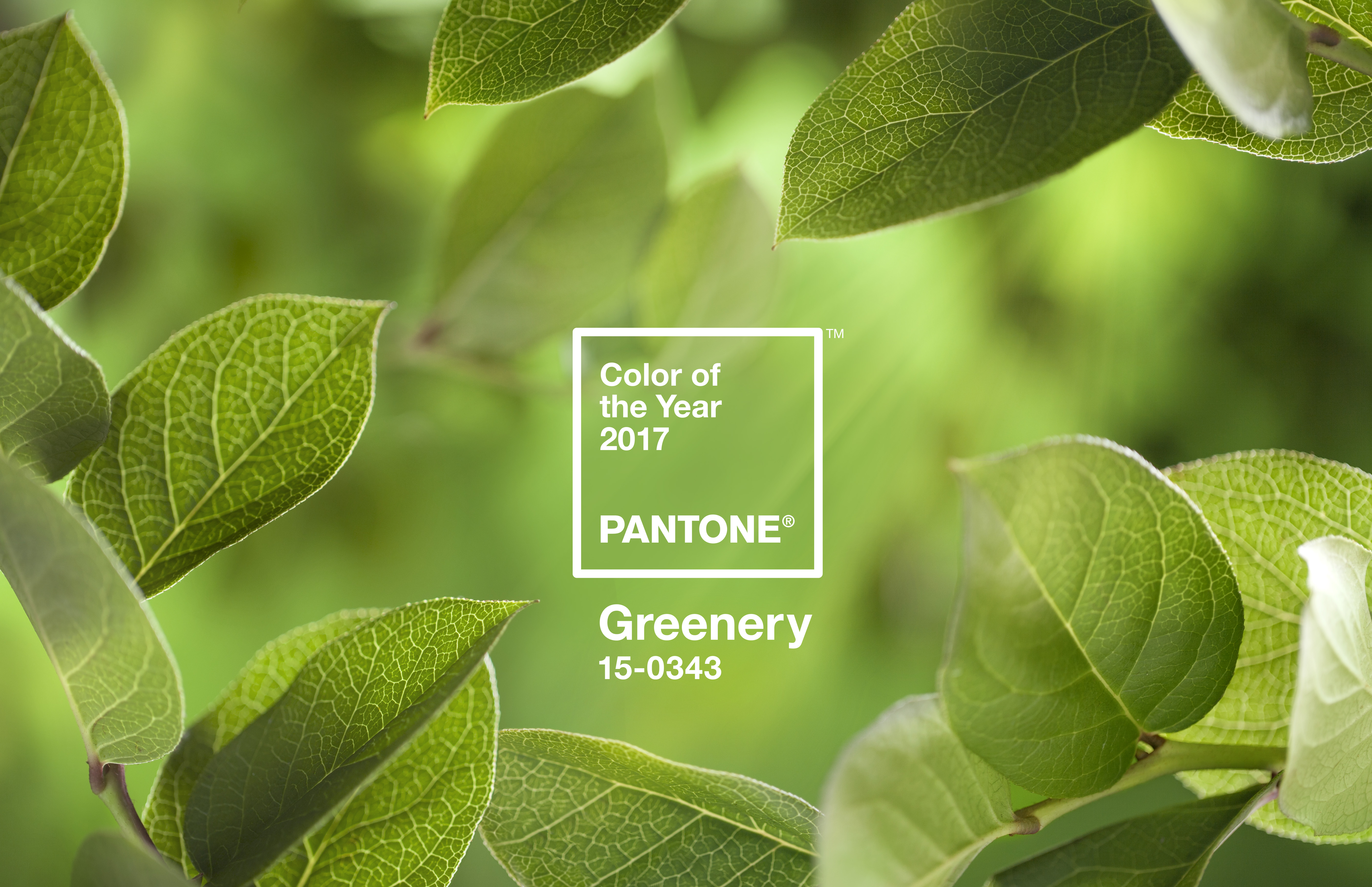 pantone 公布 2017 年度代表色  草木绿