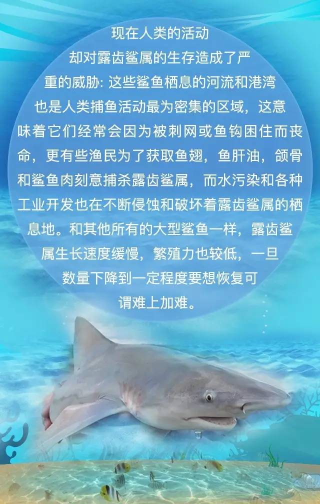 探秘淡水鲨鱼