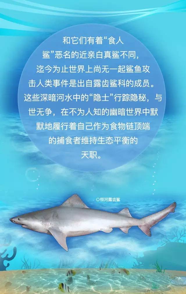 探秘淡水鲨鱼二比大熊猫还稀少的露齿鲨