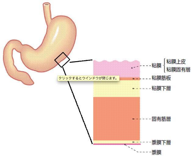 从胃的内部看,内壁包含粘膜,粘膜下层,肌层,浆膜下层,浆膜和层状