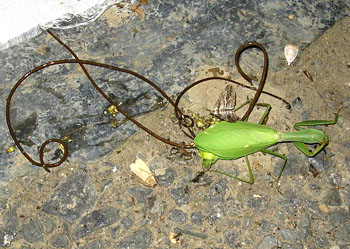 铁线虫对于螳螂来说是一种致命的寄生虫,在野外螳螂一旦被铁线虫寄生
