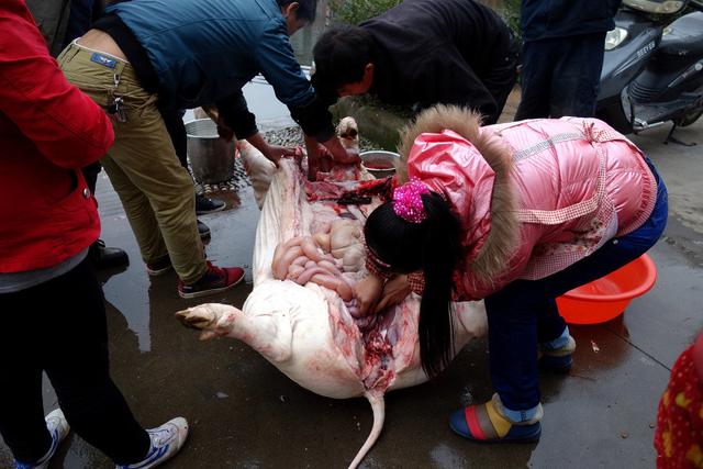 农村杀年猪:这个部位女人吃丰胸,娃娃吃了流鼻血