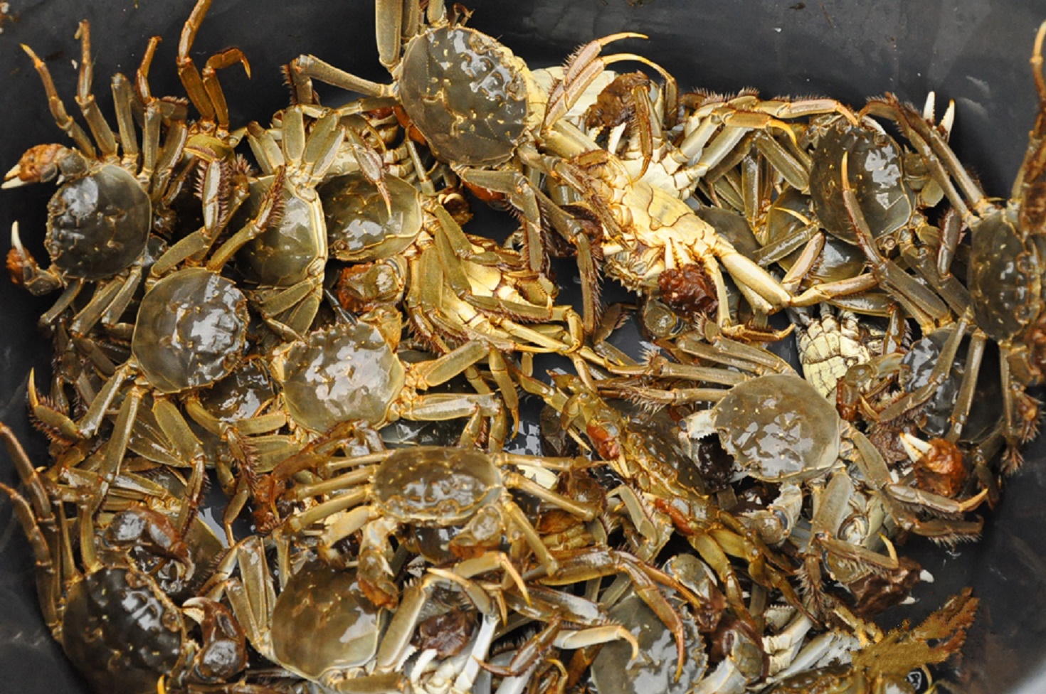直击德国:中国美味大闸蟹被当作肥皂和动物饲料