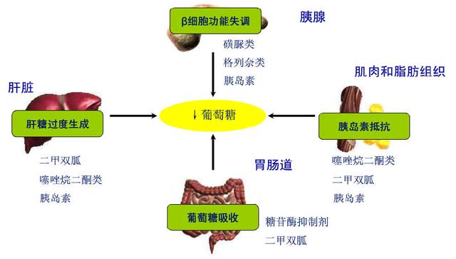 糖尿病治療glp-1受體激動劑和dpp-4抑制劑作用比較