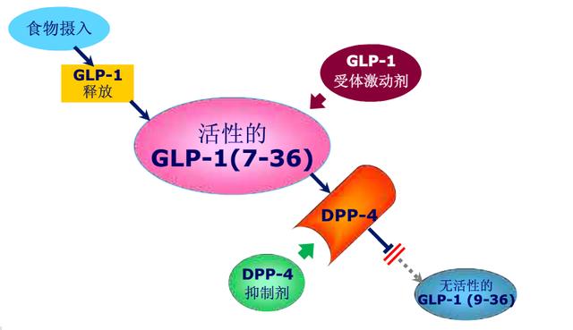 糖尿病治療glp-1受體激動劑和dpp-4抑制劑作用比較