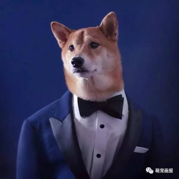 世界上最会穿衣服的柴犬教你变时尚