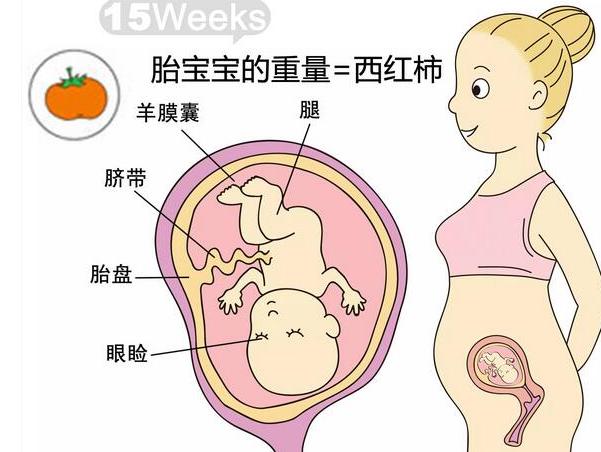 胎儿背向妈妈孕肚图图片