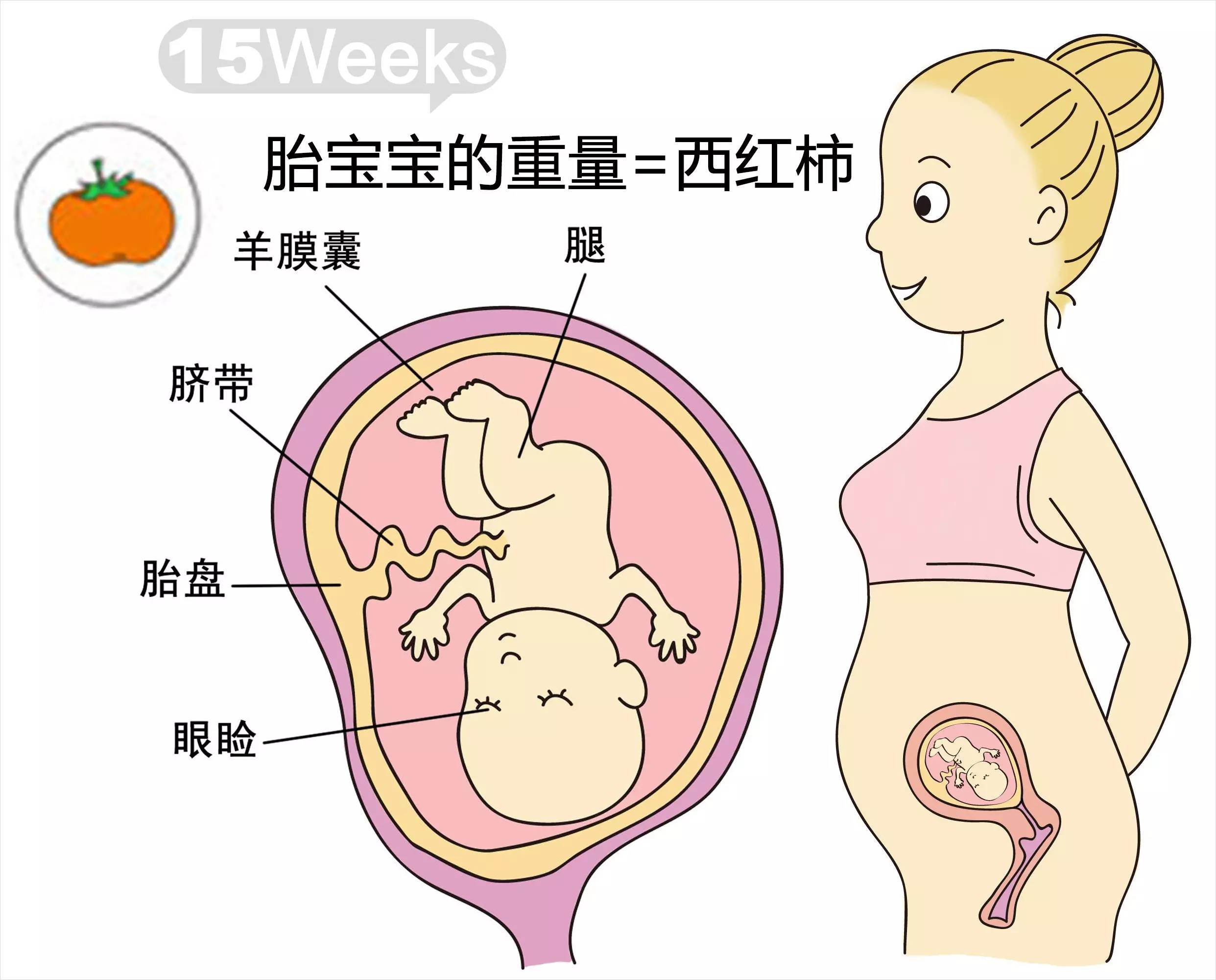 怀孕15周胎儿发育图片